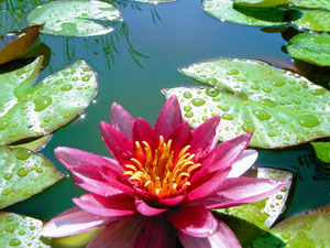 Waterlily Image