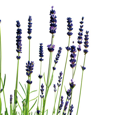 Lavender image